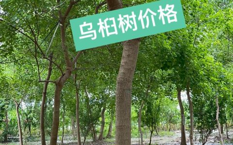 6公分乌桕树多少钱？2025年最新价格参考与影响因素分析