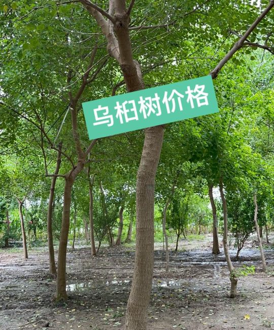 6公分乌桕树多少钱？2025年最新价格参考与影响因素分析