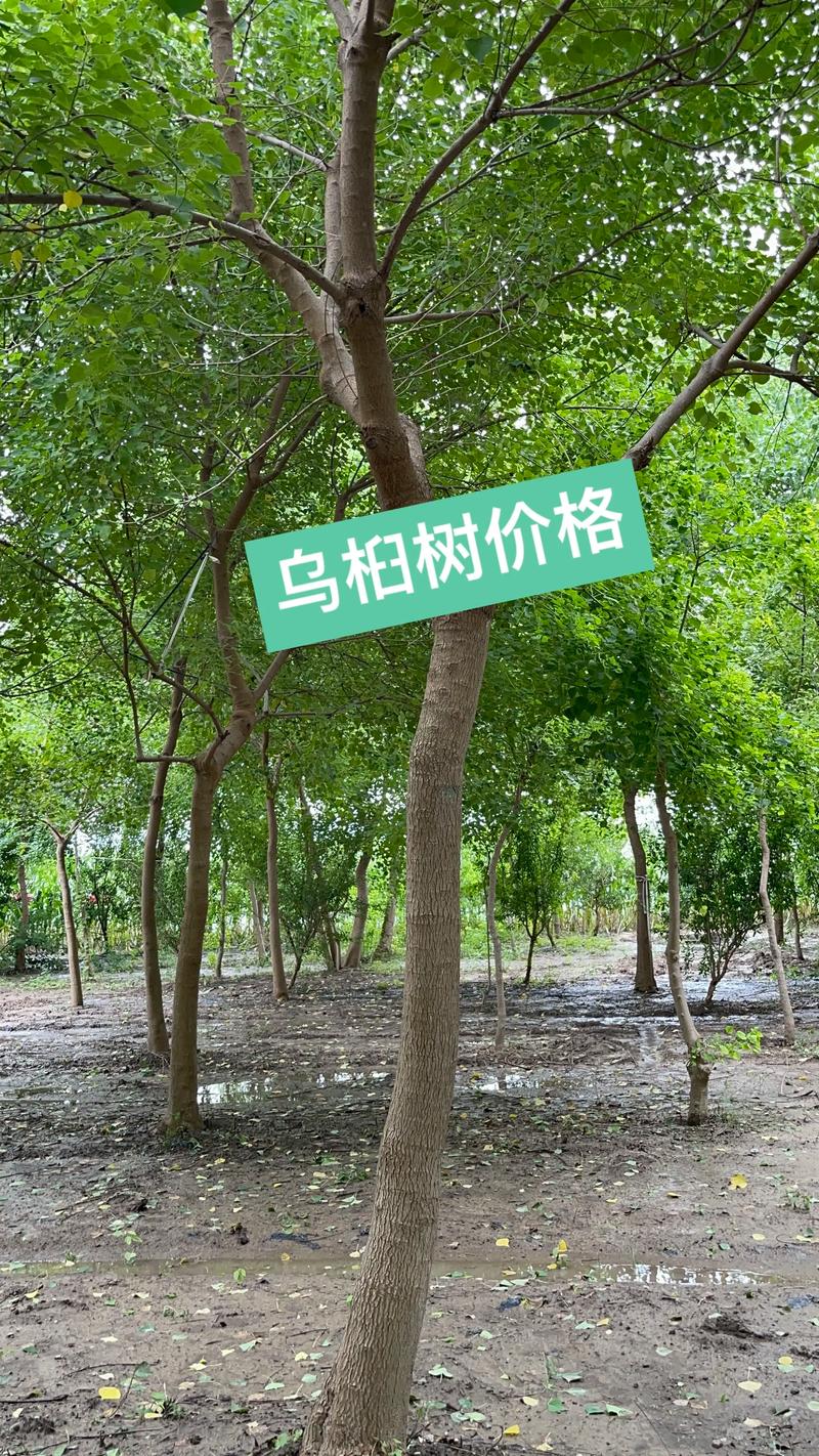 6公分乌桕树多少钱?2025年最新价格参考与影响因素分析 价格快速参考