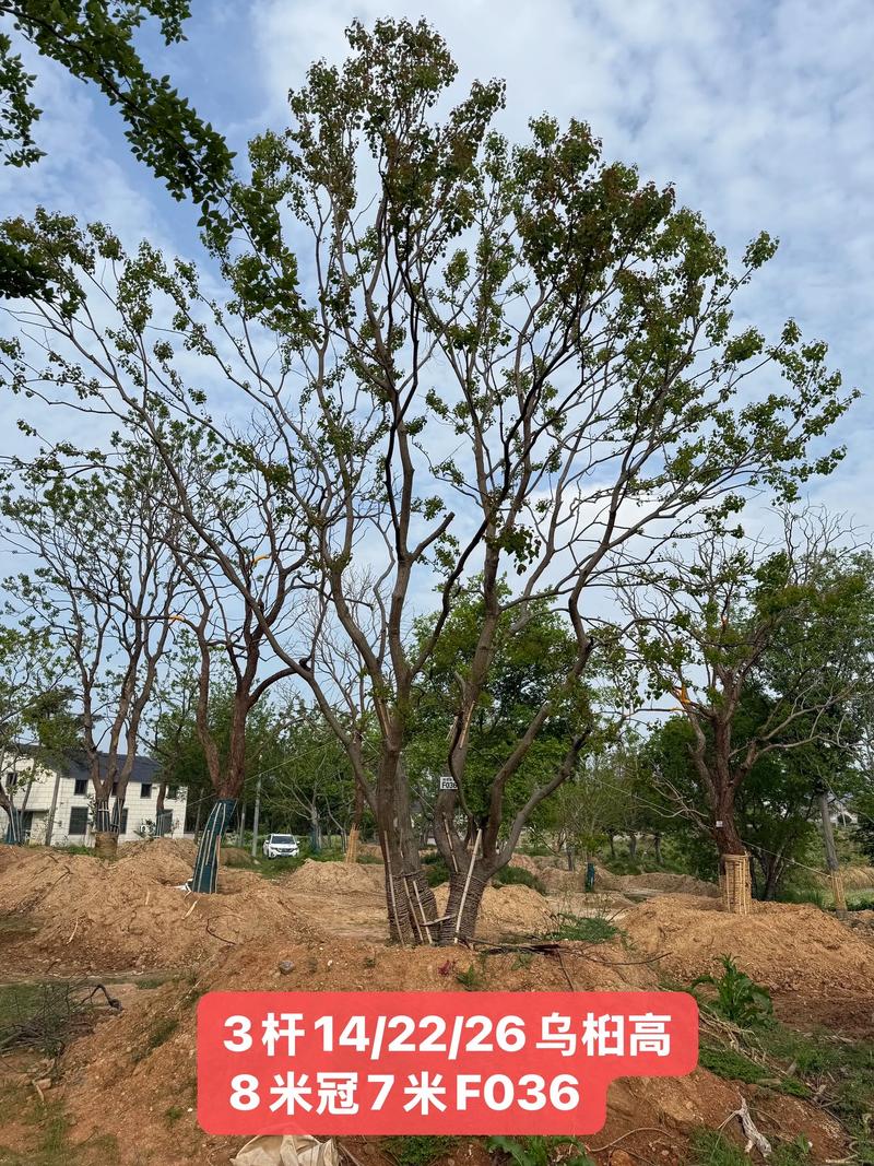 6公分乌桕树多少钱?2025年最新价格参考与影响因素分析 产地因素:不同产区价格差异明显