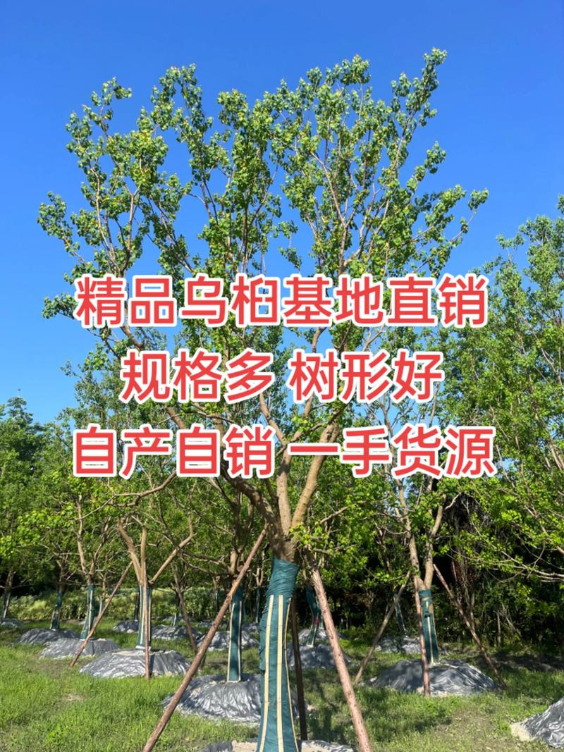 6公分乌桕树多少钱?2025年最新价格参考与影响因素分析 运输因素:物流成本占落地价10%–30%