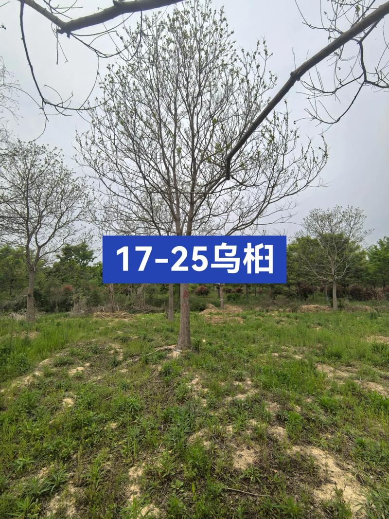 6公分乌桕树多少钱?2025年最新价格参考与影响因素分析 咨询指南:获取您的精准报价