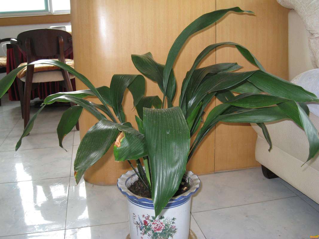 什么植物喜阴耐旱?一叶兰(Aspidistra elatior)种植指南 二、常绿/落叶判断与气候表现