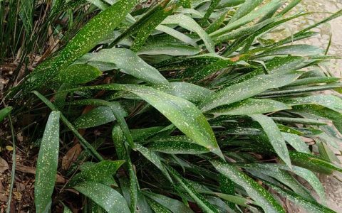 什么植物喜阴耐旱？一叶兰（Aspidistra elatior）种植指南