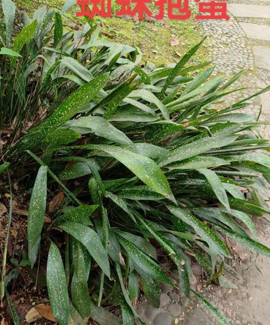 什么植物喜阴耐旱？一叶兰（Aspidistra elatior）种植指南