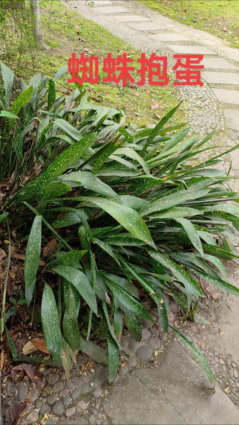 什么植物喜阴耐旱?一叶兰(Aspidistra elatior)种植指南 一、植物分类与生长型