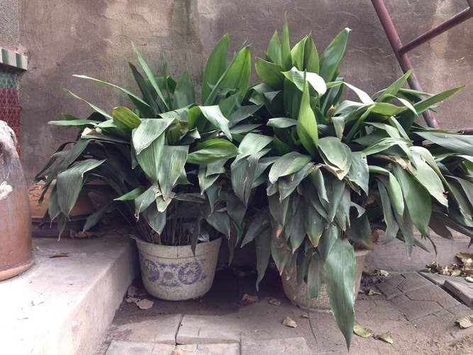 什么植物喜阴耐旱?一叶兰(Aspidistra elatior)种植指南 三、耐寒耐热指标