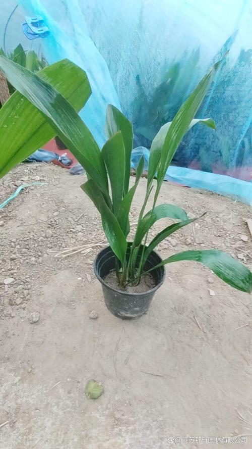 什么植物喜阴耐旱?一叶兰(Aspidistra elatior)种植指南 四、光照与水分需求
