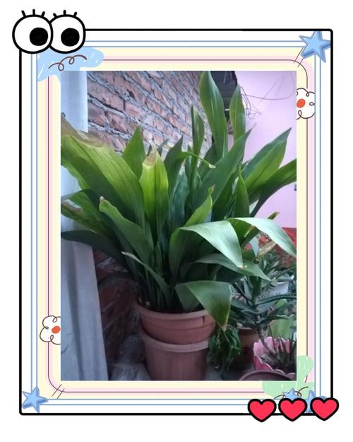 什么植物喜阴耐旱?一叶兰(Aspidistra elatior)种植指南 五、土壤要求