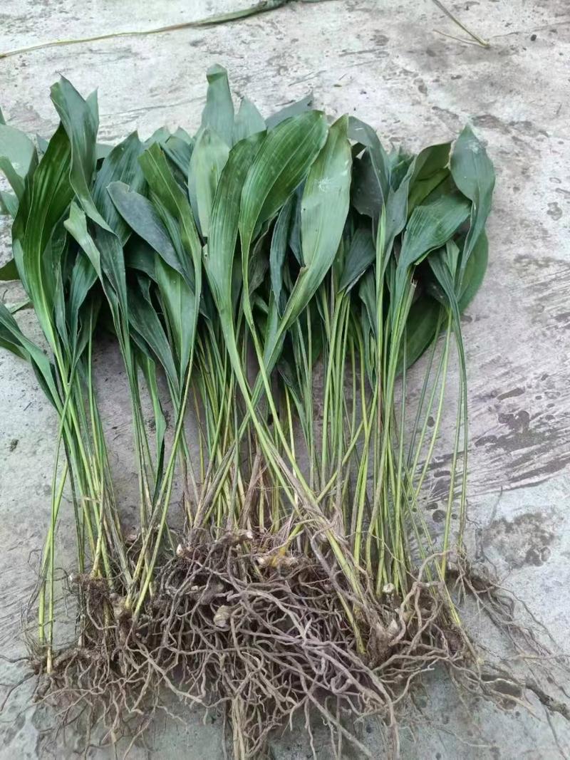 什么植物喜阴耐旱?一叶兰(Aspidistra elatior)种植指南 七、南北种植差异化建议
