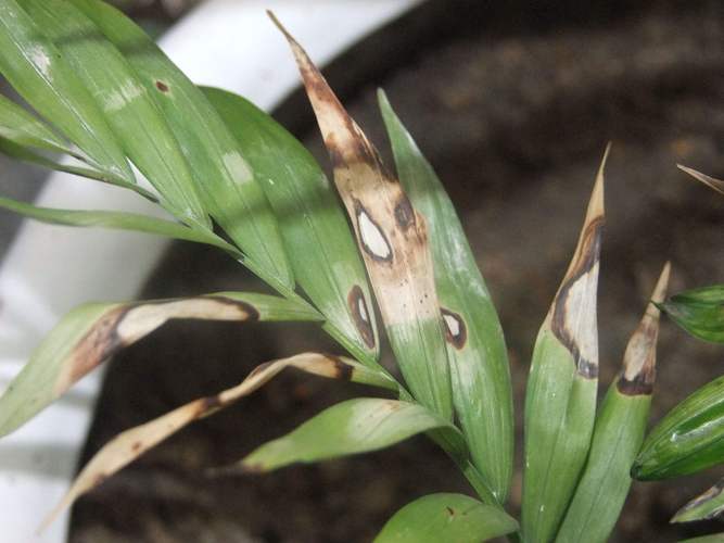 什么植物喜阴耐旱?一叶兰(Aspidistra elatior)种植指南 八、常见误区纠正