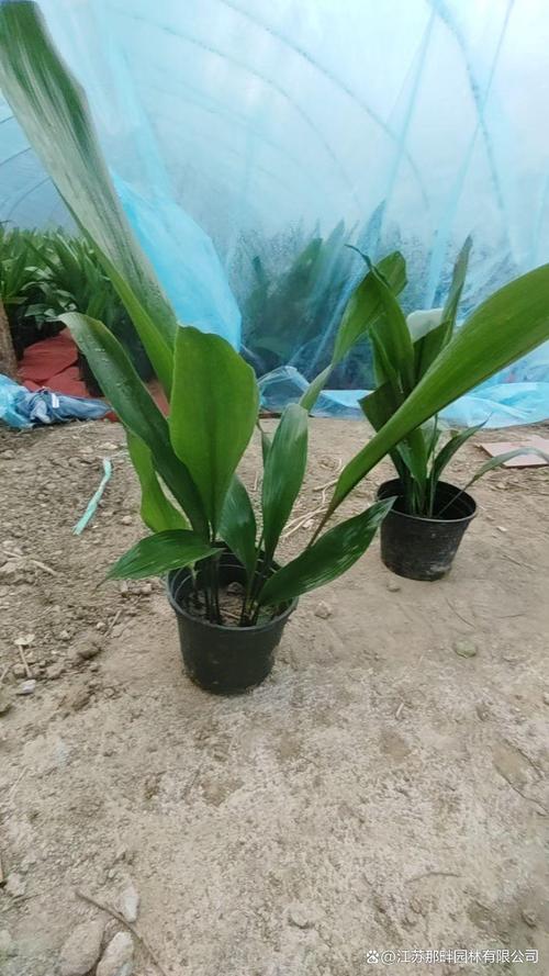 什么植物喜阴耐旱?一叶兰(Aspidistra elatior)种植指南 六、适种区域一览