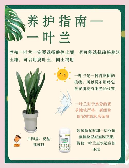 什么植物喜阴耐旱?一叶兰(Aspidistra elatior)种植指南 九、品种筛选建议