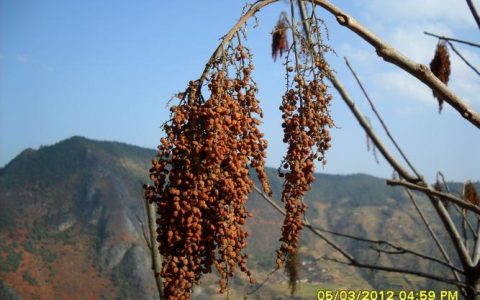 盐肤木种子多少钱？2025年价格影响因素与参考区间