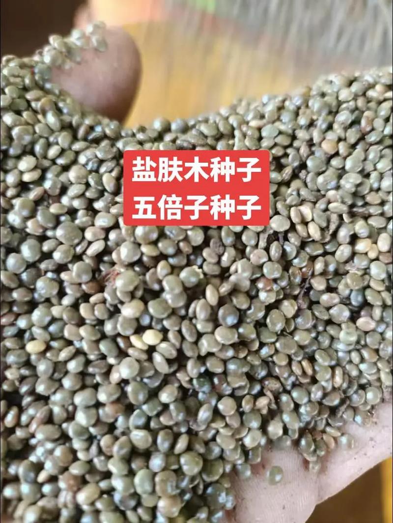 盐肤木种子多少钱?2025年价格影响因素与参考区间 咨询指南:如何获得精准报价?