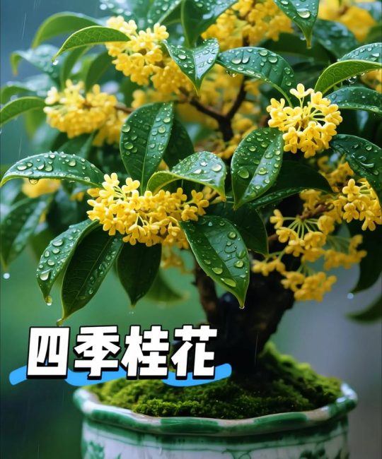 金桂是什么季节开花？详解花期、养护与识别要点