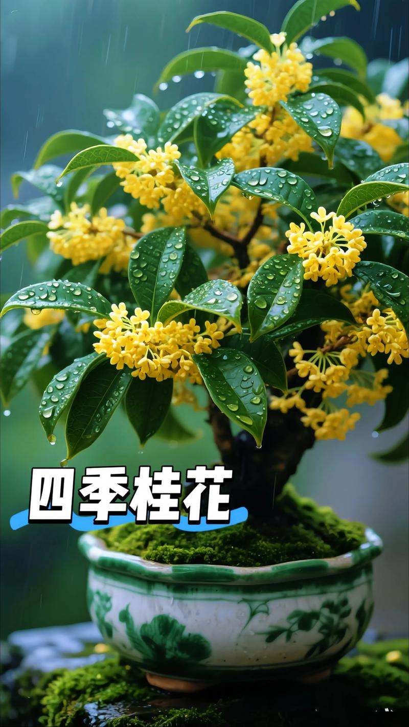 金桂是什么季节开花?详解花期、养护与识别要点 金桂是什么季节开花?详解花期、养护与识别要点