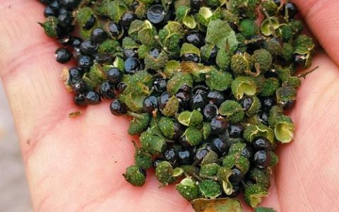 青花椒多少钱一斤？规格、产地、季节影响报价