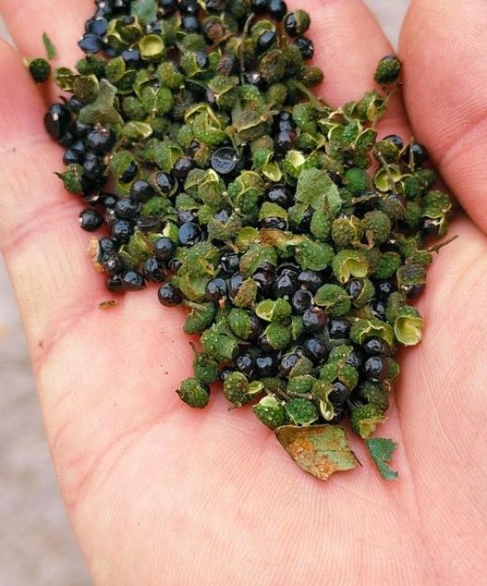 青花椒多少钱一斤？规格、产地、季节影响报价