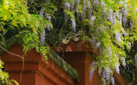 紫藤花种植全攻略：时间、土壤、支架与修剪技巧