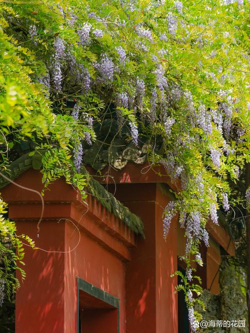 紫藤花种植全攻略:时间、土壤、支架与修剪技巧 紫藤花种植全攻略:时间、土壤、支架与修剪技巧