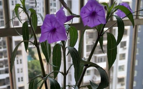 矮牵牛花耐热吗？一文读懂它的度夏极限与南北养护差异