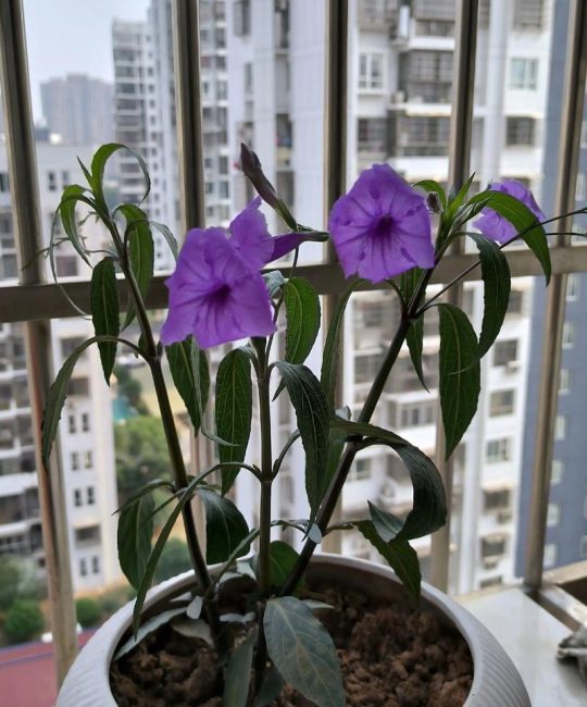 矮牵牛花耐热吗？一文读懂它的度夏极限与南北养护差异