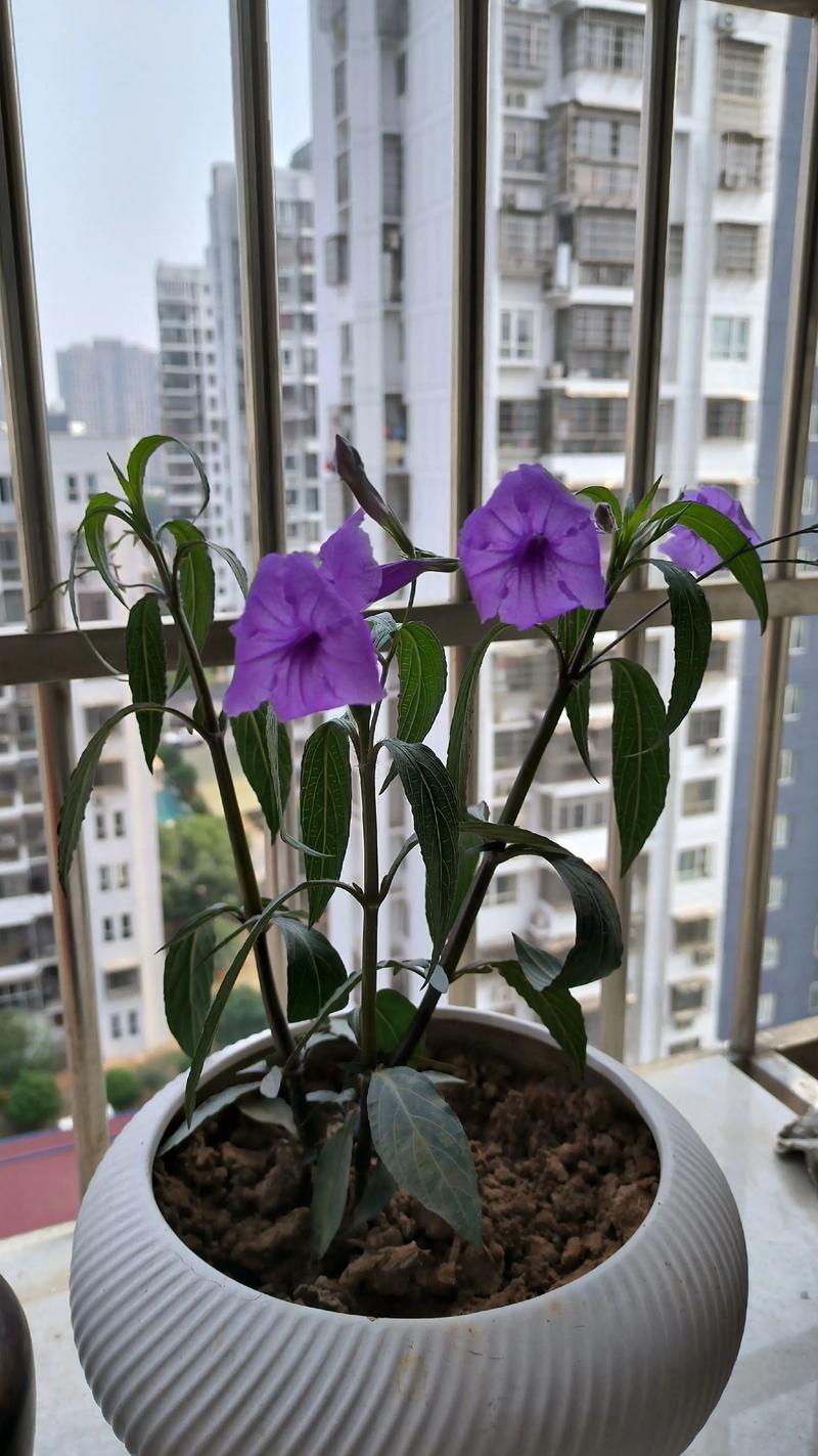 矮牵牛花耐热吗?一文读懂它的度夏极限与南北养护差异 矮牵牛花耐热吗?一文读懂它的度夏极限与南北养护差异