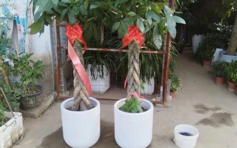 襄阳绿植购买全攻略：如何科学选择苗圃，避开采购陷阱