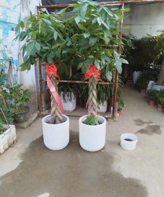襄阳绿植购买全攻略：如何科学选择苗圃，避开采购陷阱