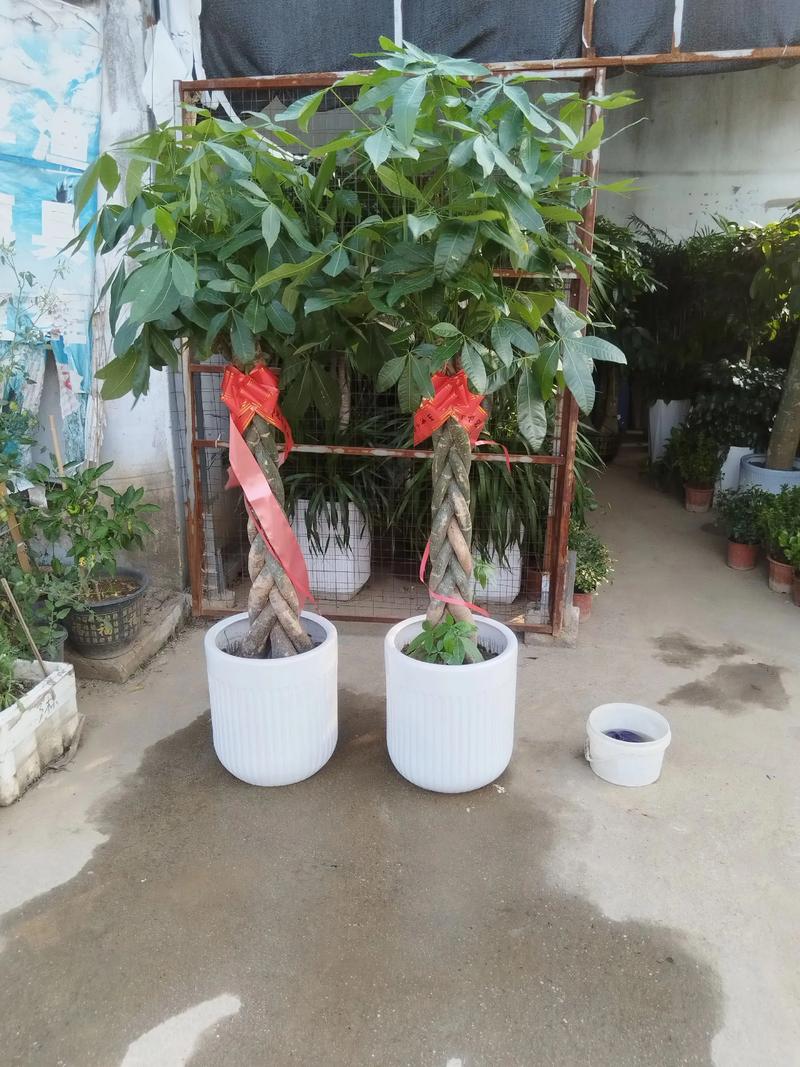 襄阳绿植购买全攻略:如何科学选择苗圃,避开采购陷阱 襄阳绿植购买全攻略:如何科学选择苗圃,避开采购陷阱