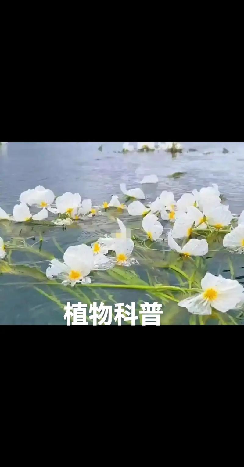 沉水植物多少钱一株?2026年价格参考与影响因素详解 产地影响基础成本:主产区与非产区价差可达40%