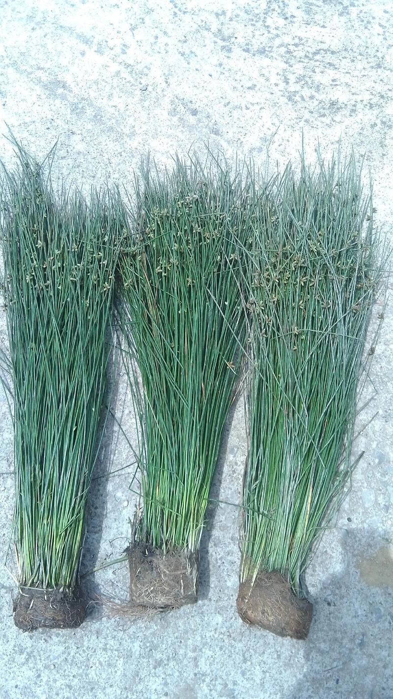 沉水植物多少钱一株?2026年价格参考与影响因素详解 规格决定单价:株高与根茎质量是关键