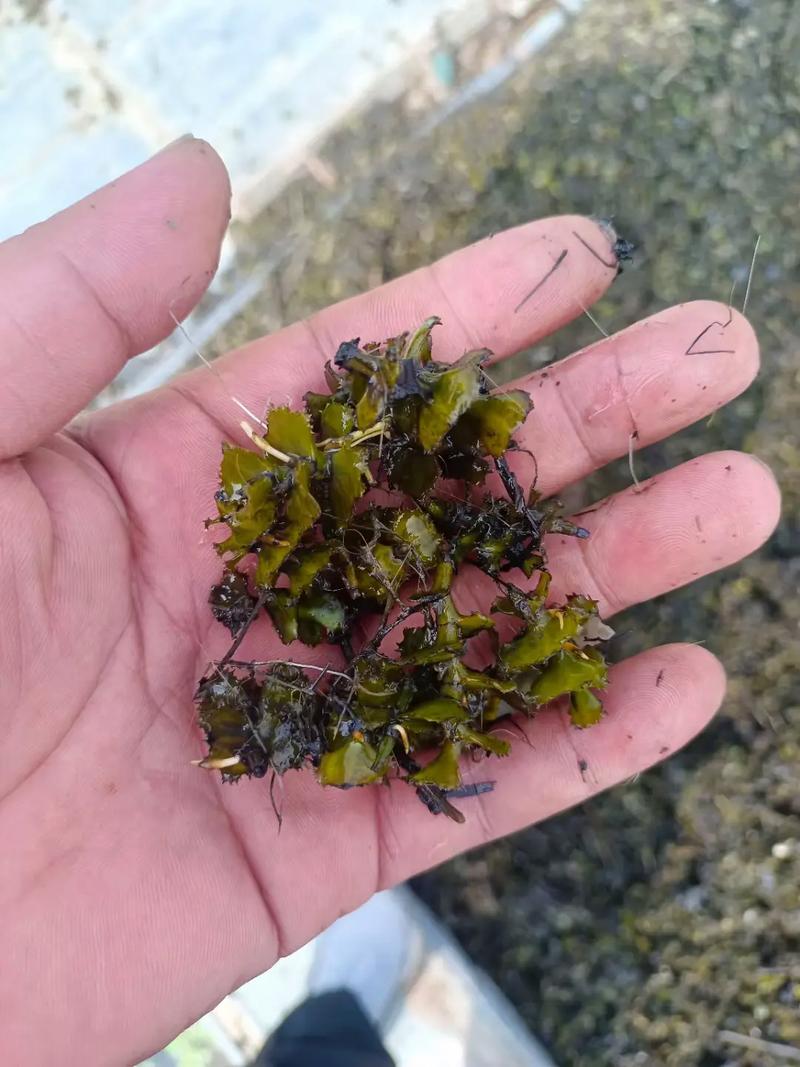 沉水植物多少钱一株?2026年价格参考与影响因素详解 采购数量:家庭单株与工程批量价差可达10倍