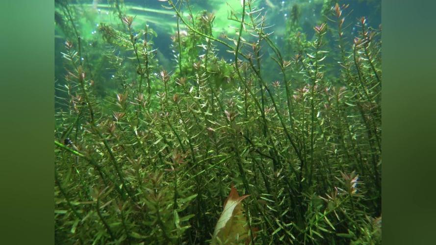 沉水植物多少钱一株?2026年价格参考与影响因素详解 运输距离:物流成本占比10%~30%,跨省需加价