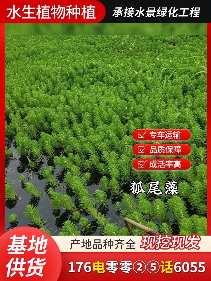 沉水植物多少钱一株?2026年价格参考与影响因素详解 季节波动:春夏季价格低,冬季反季苗溢价明显