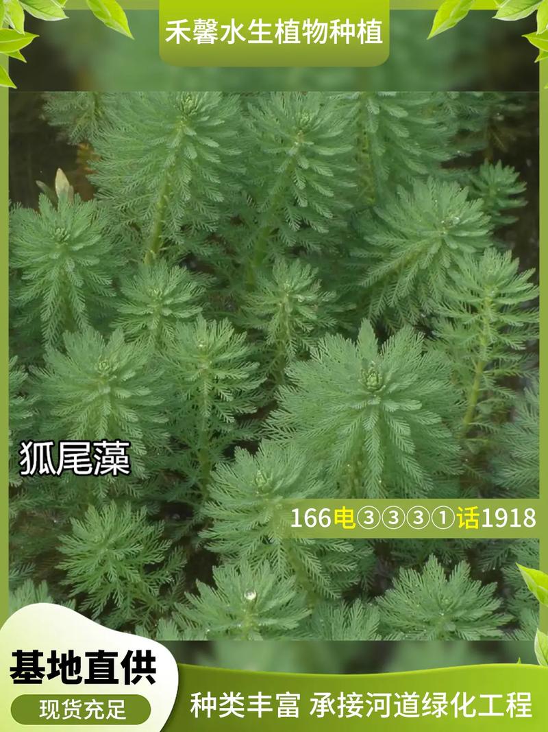 沉水植物多少钱一株?2026年价格参考与影响因素详解 品种与规格价格一览表(2026年参考)