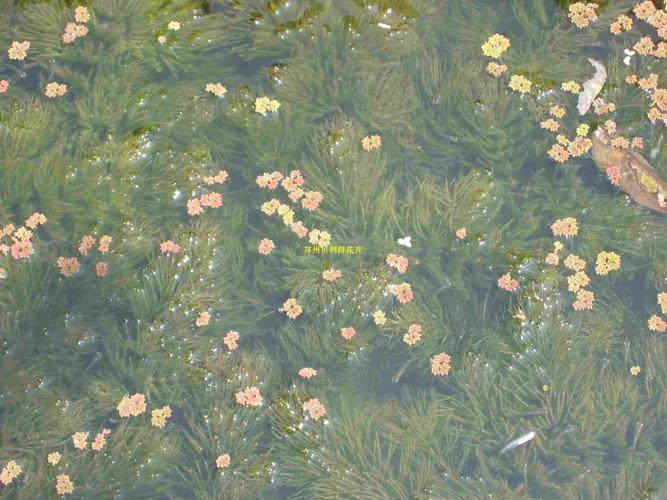 沉水植物多少钱一株?2026年价格参考与影响因素详解 咨询指南:如何获取精准报价?