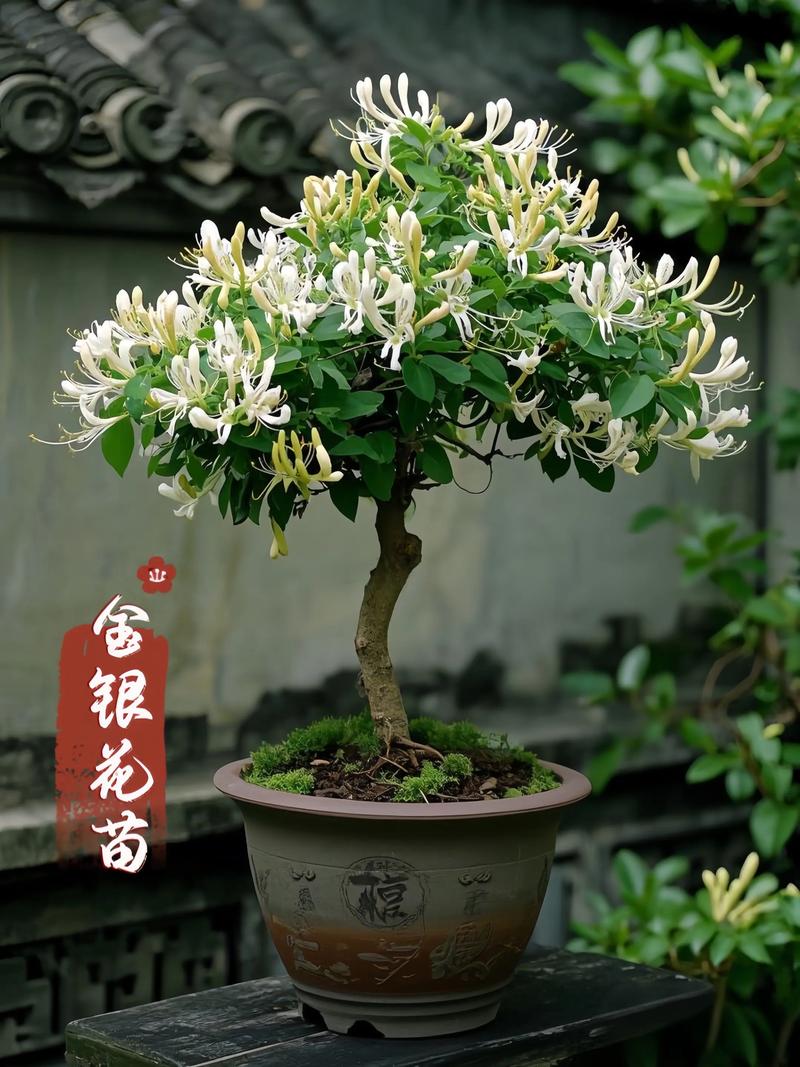 金银花盆栽全攻略:从选盆到越冬,手把手教你养出满室清香 六、花友常见问题Q&A