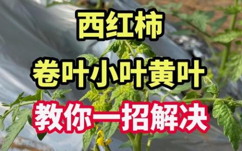西红柿苗卷叶怎么治疗？4大原因排查与解决指南