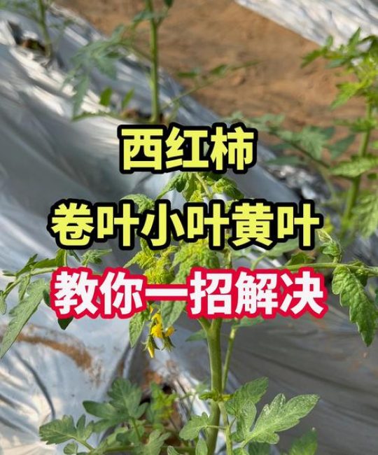 西红柿苗卷叶怎么治疗？4大原因排查与解决指南