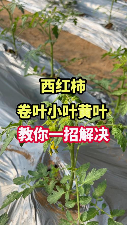 西红柿苗卷叶怎么治疗？4大原因排查与解决指南