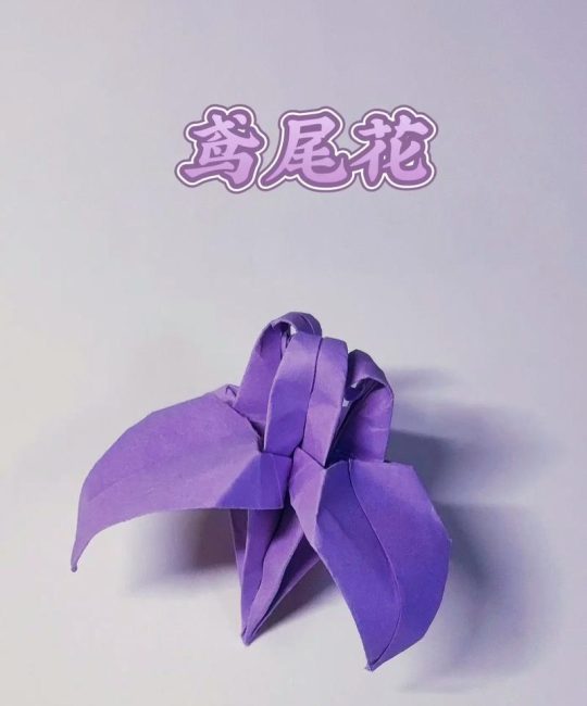 鸢尾花怎么折：从花型结构到分株修剪的完整园艺指南