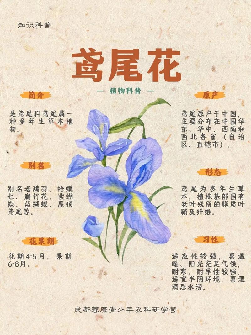 鸢尾花怎么折:从花型结构到分株修剪的完整园艺指南 鸢尾花怎么折:花型结构与花后修剪