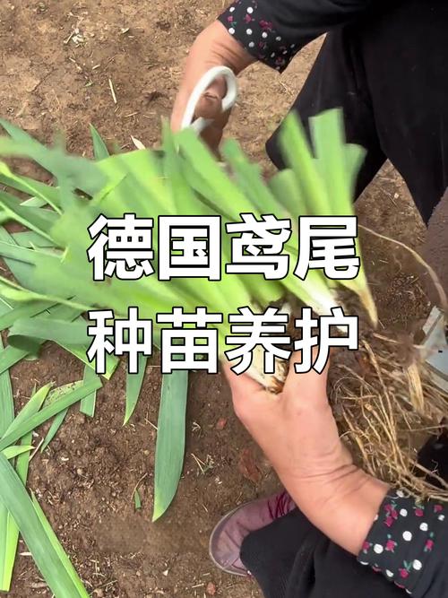 鸢尾花怎么折:从花型结构到分株修剪的完整园艺指南 盆栽与地栽选择决策