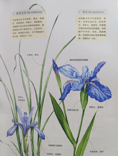 鸢尾花怎么折:从花型结构到分株修剪的完整园艺指南 常见误区与纠正