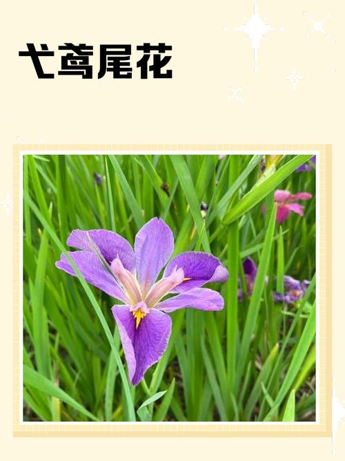 鸢尾花怎么折:从花型结构到分株修剪的完整园艺指南 总结
