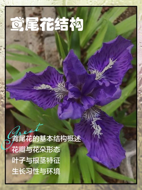 鸢尾花怎么折:从花型结构到分株修剪的完整园艺指南 FAQ
