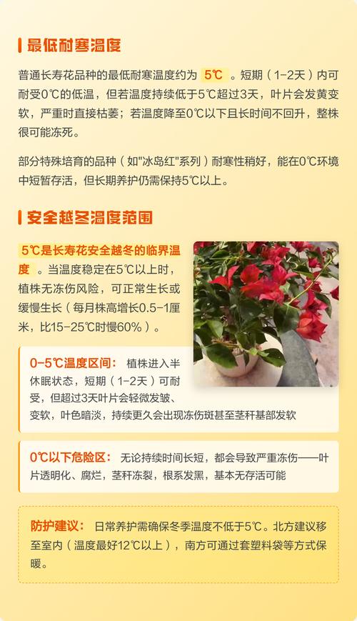 长寿花冬天耐寒多少度?南北养护差异化指南,安全越冬只需做到这几点 六、南北种植差异化建议