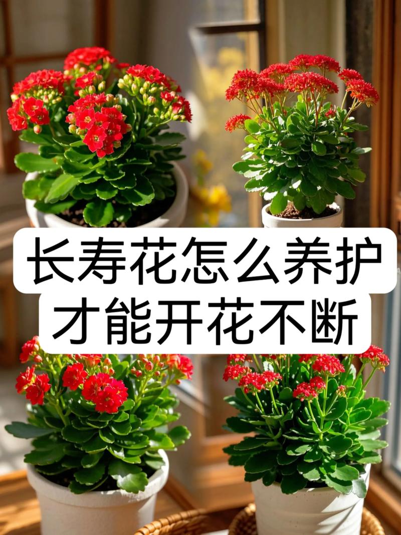 长寿花冬天耐寒多少度?南北养护差异化指南,安全越冬只需做到这几点 五、适种区域与越冬方式